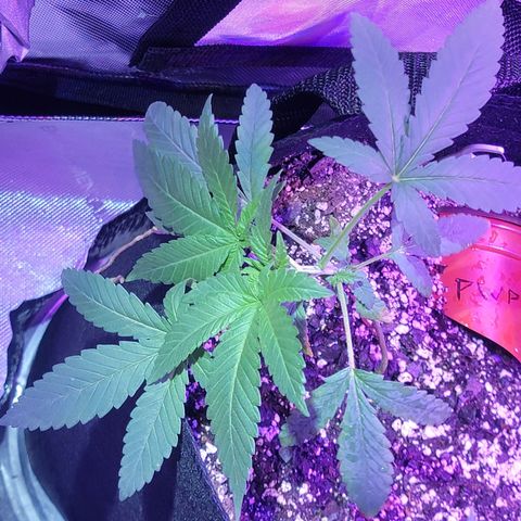 Power Plant growlog timeline photo