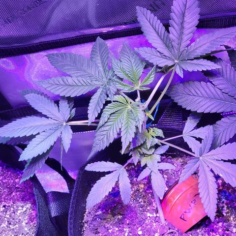 Power Plant growlog photo: post-fim