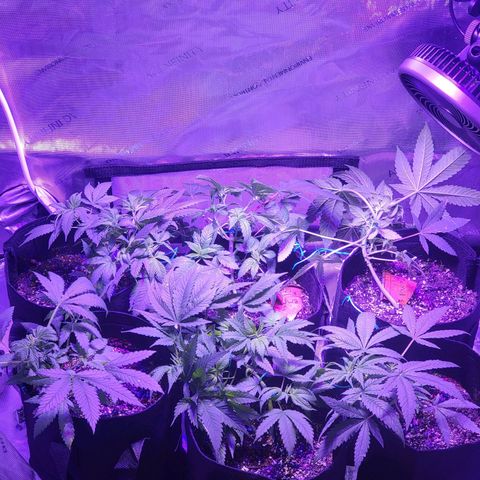 Power Plant growlog timeline photo