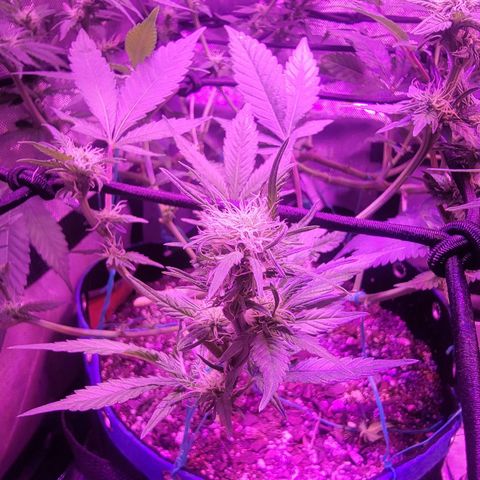 Power Plant growlog photo: Lollipopped