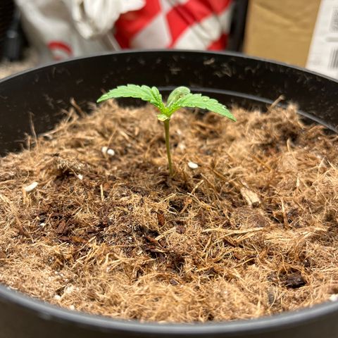 Gorrila nut #9 growlog timeline photo