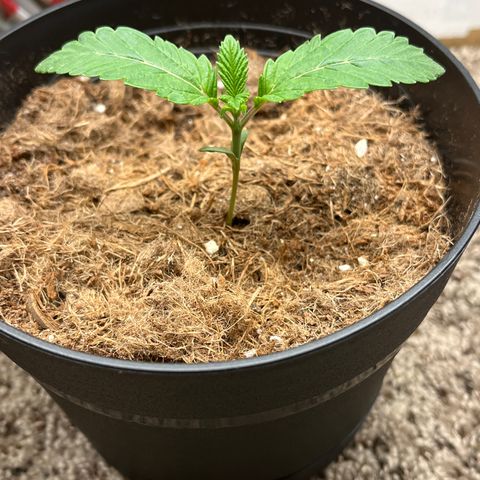 Gorrila nut #9 growlog photo: Jbbt 
