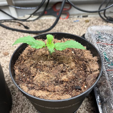 Gorrila nut #9 growlog photo: Leaf growth is standing out