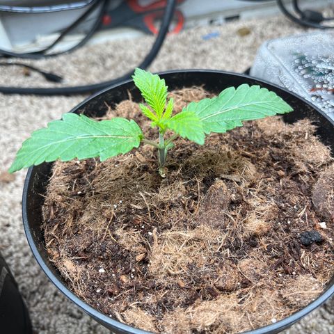 Gorrila nut #9 growlog timeline photo