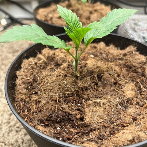 Gorrila nut #9 growlog photo:  13 hrs of light