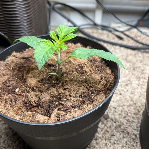 Gorrila nut #9 growlog timeline photo
