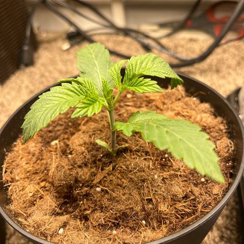 Gorrila nut #9 growlog timeline photo