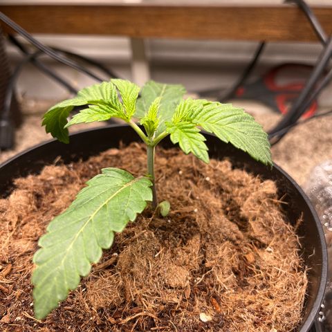 Gorrila nut #9 growlog photo: Blessed Day