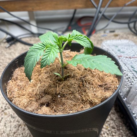 Gorrila nut #9 growlog timeline photo