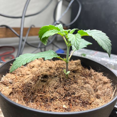 Gorrila nut #9 growlog timeline photo
