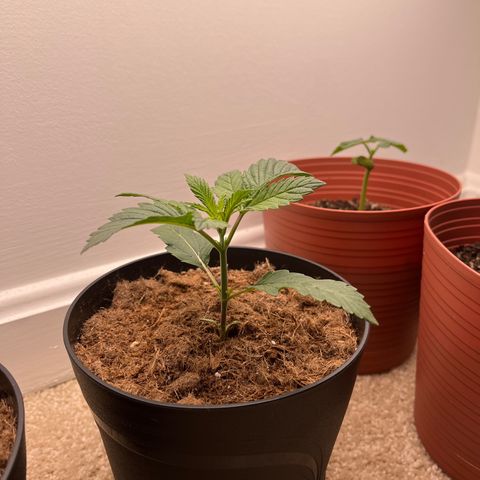Gorrila nut #9 growlog timeline photo