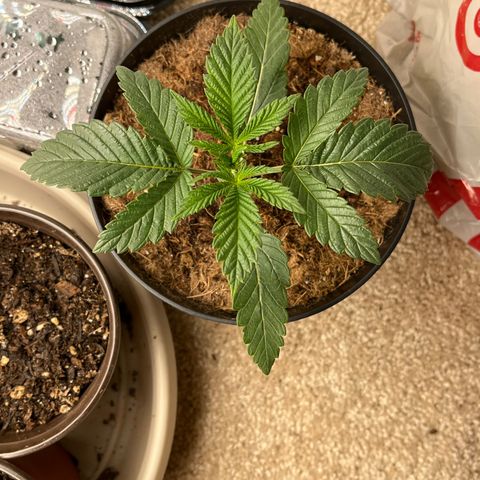 Gorrila nut #9 growlog timeline photo