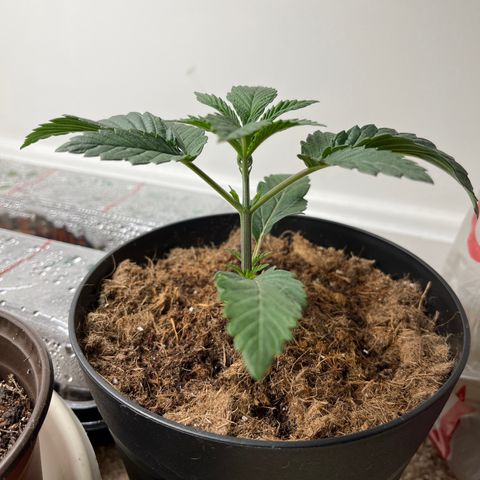 Gorrila nut #9 growlog timeline photo