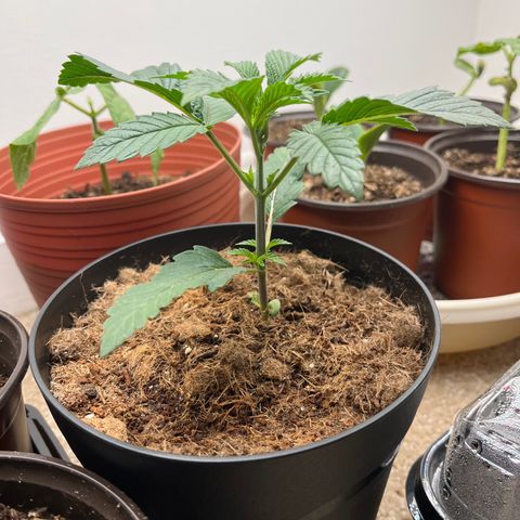 Gorrila nut #9 growlog timeline photo