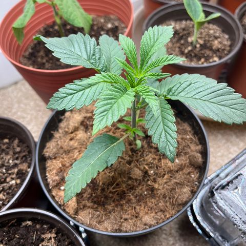 Gorrila nut #9 growlog timeline photo