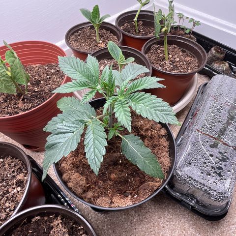 Gorrila nut #9 growlog timeline photo