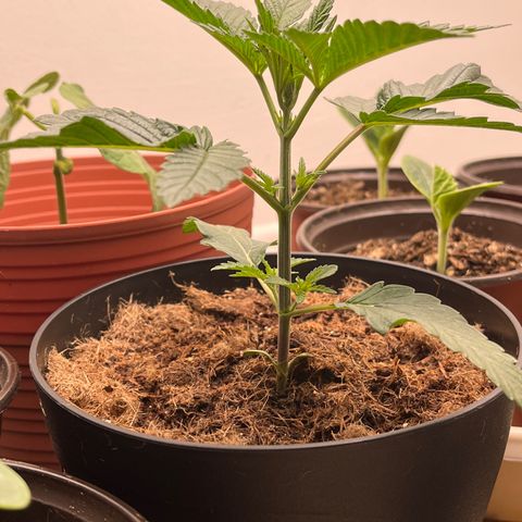 Gorrila nut #9 growlog timeline photo