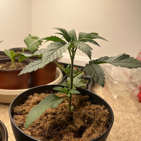 Gorrila nut #9 growlog timeline photo