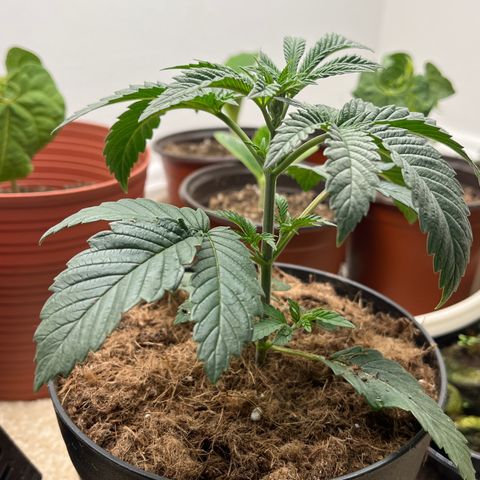 Gorrila nut #9 growlog timeline photo