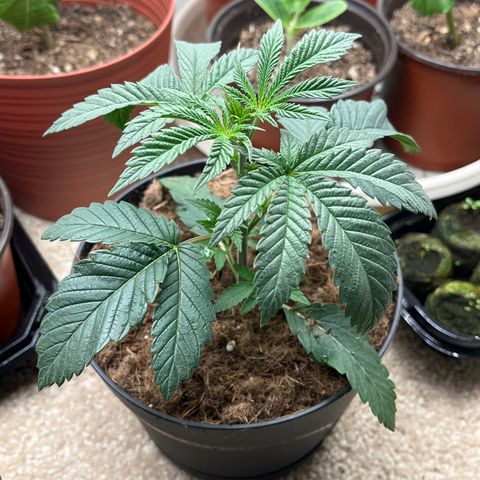 Gorrila nut #9 growlog timeline photo