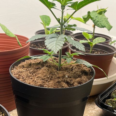 Gorrila nut #9 growlog timeline photo