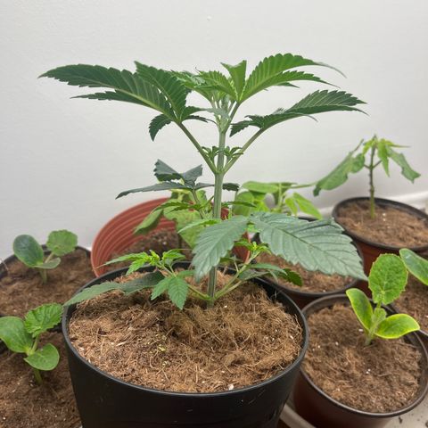 Gorrila nut #9 growlog timeline photo