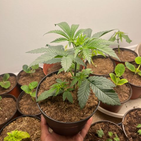 Gorrila nut #9 growlog timeline photo