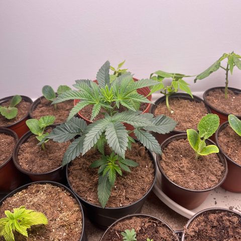 Gorrila nut #9 growlog timeline photo