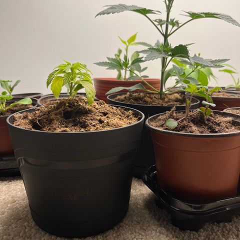 Gorrila nut #9 growlog timeline photo