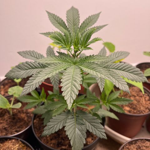 Gorrila nut #9 growlog timeline photo