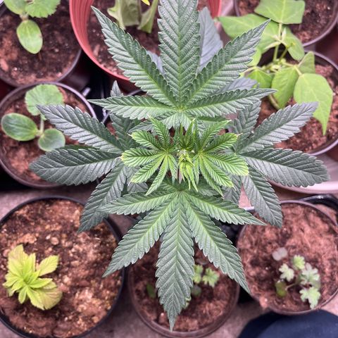 Gorrila nut #9 growlog timeline photo