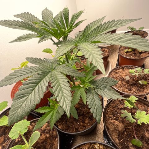 Gorrila nut #9 growlog timeline photo
