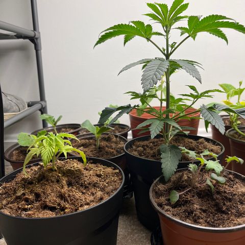 Gorrila nut #9 growlog timeline photo