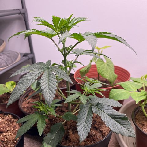 Gorrila nut #9 growlog timeline photo