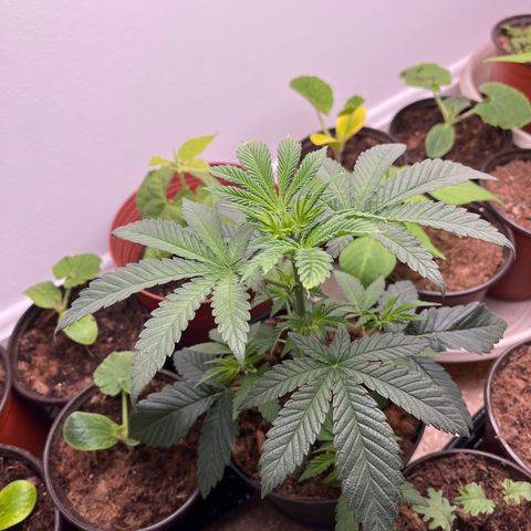 Gorrila nut #9 growlog timeline photo