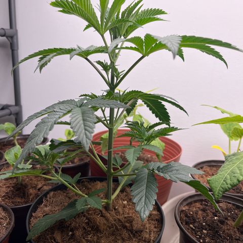 Gorrila nut #9 growlog timeline photo