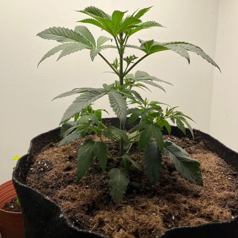 Gorrila nut #9 growlog timeline photo