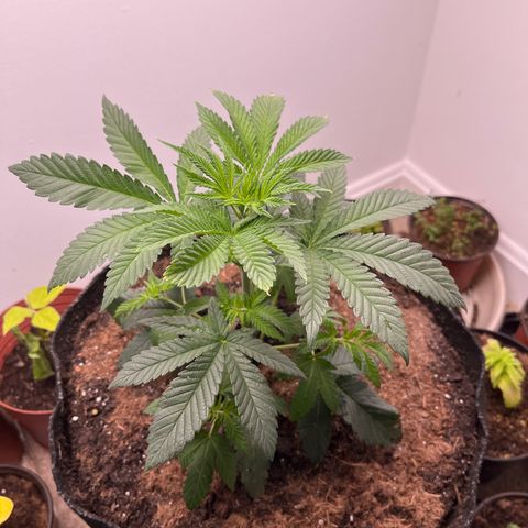 Gorrila nut #9 growlog timeline photo