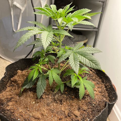 Gorrila nut #9 growlog timeline photo