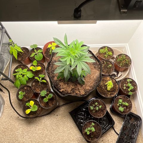 Gorrila nut #9 growlog timeline photo