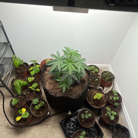 Gorrila nut #9 growlog timeline photo