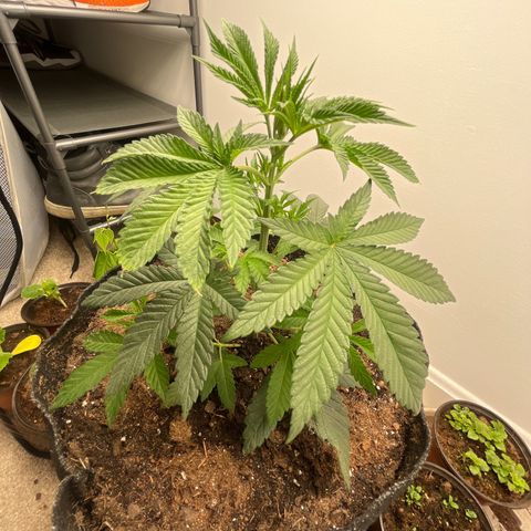 Gorrila nut #9 growlog timeline photo
