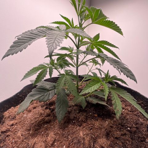 Gorrila nut #9 growlog timeline photo