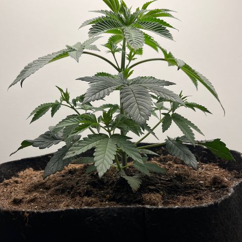 Gorrila nut #9 growlog timeline photo