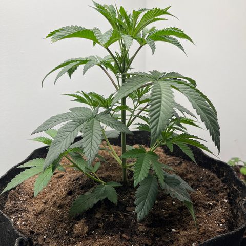 Gorrila nut #9 growlog timeline photo