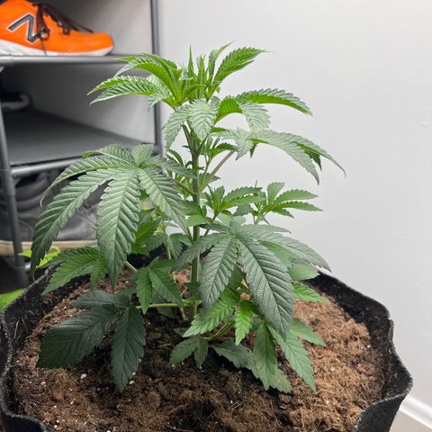 Gorrila nut #9 growlog timeline photo