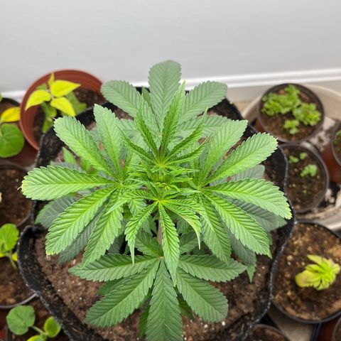 Gorrila nut #9 growlog timeline photo