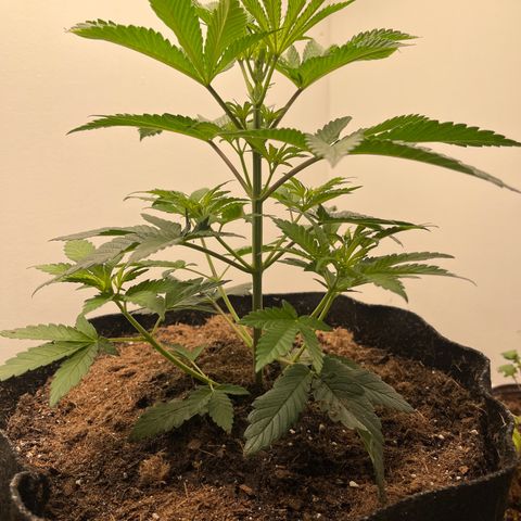 Gorrila nut #9 growlog timeline photo