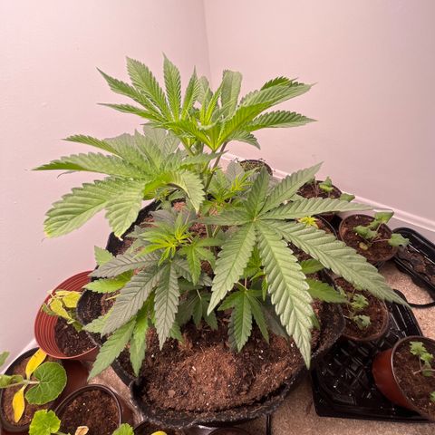 Gorrila nut #9 growlog timeline photo