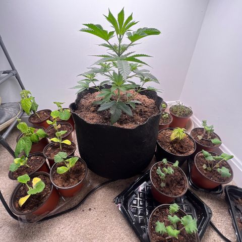 Gorrila nut #9 growlog timeline photo